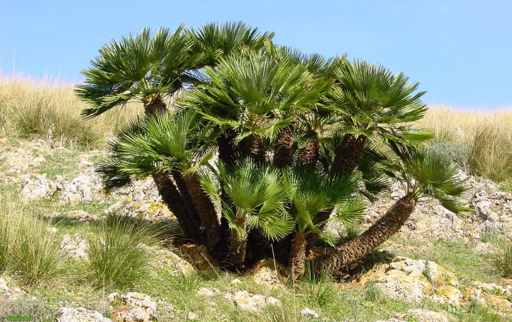 European-Fan-Palm-or-Chamaerops-Humilis