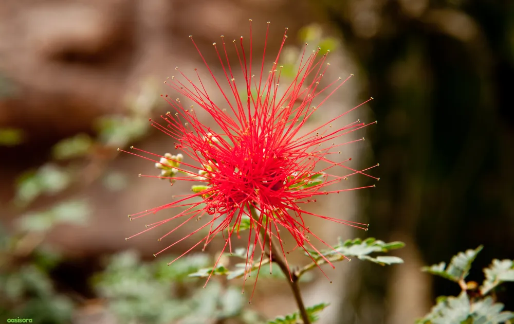 18 Best Arizona Wildflowers That Turn the Desert Colorful 6 Fairy-Duster-flowers