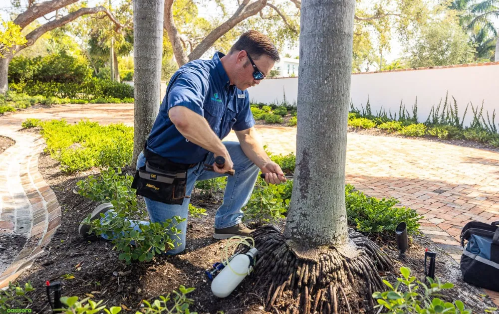 Fertilizing-&-Watering-to-Florida-Palm-Trees