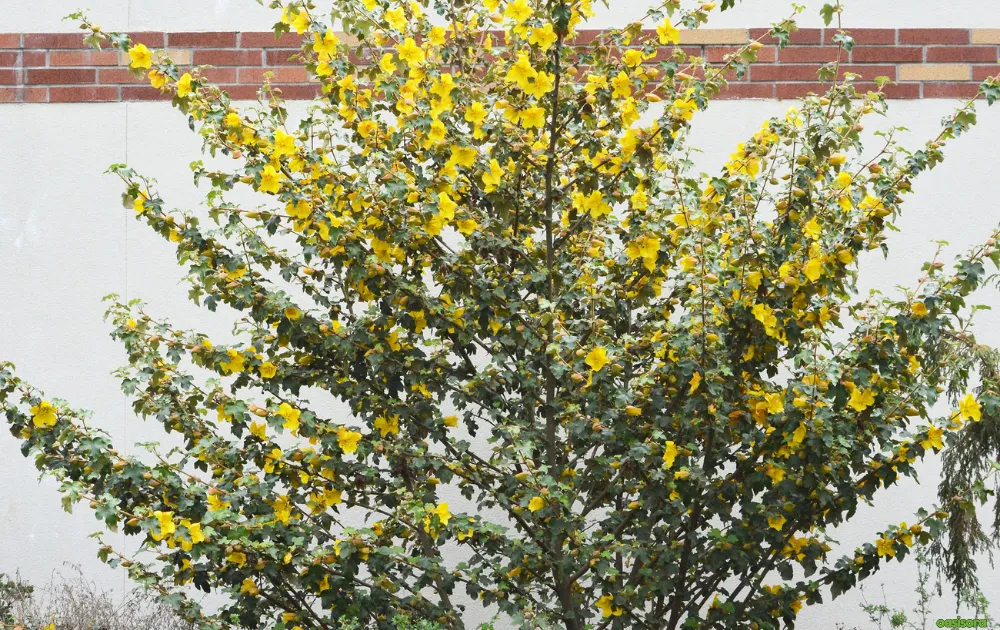 California Native Plants: 17 Best Low-Water Garden Choices 15 Flannel-Bush