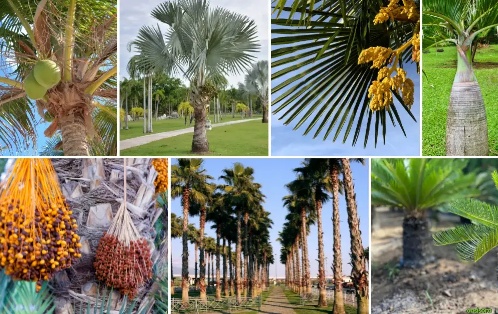 Florida-Palm-Trees-Best-Types-Growing-Tips-&-Care-Guide