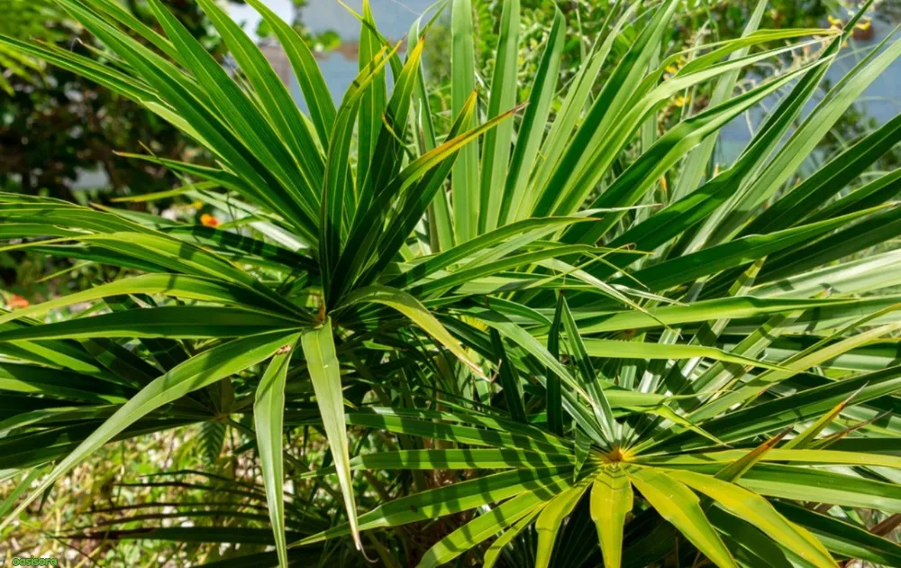 Florida-Thatch-Palm-or-Thrinax-Radiata