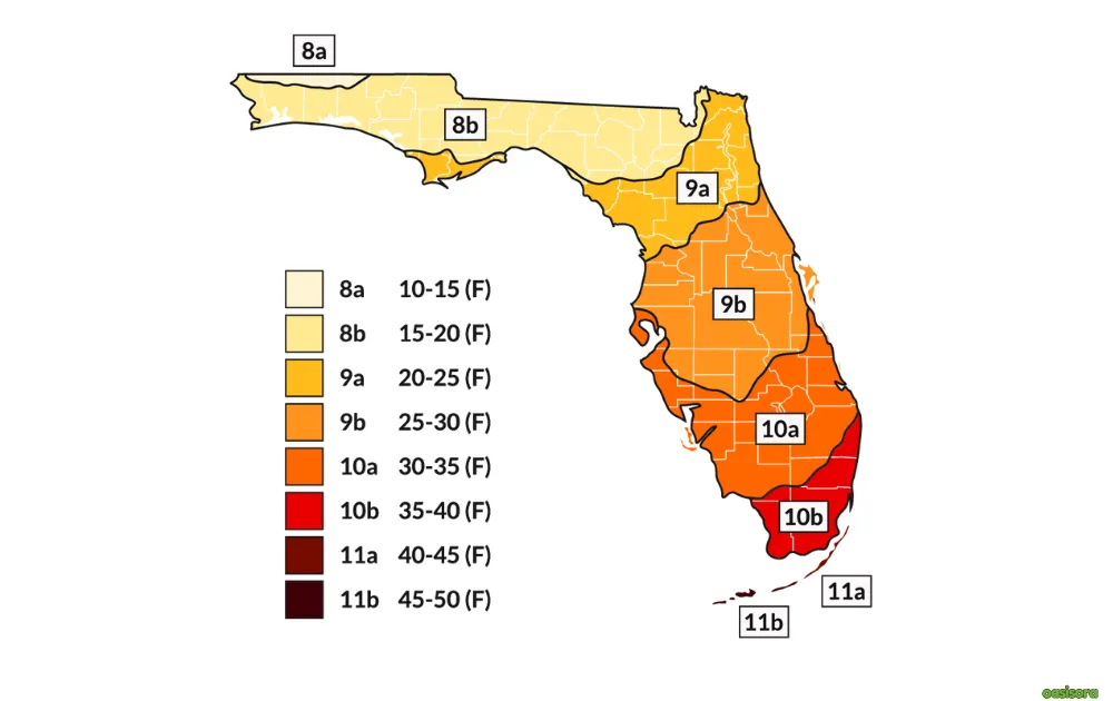 Florida's-Growing-Zones-for-Palm-Trees