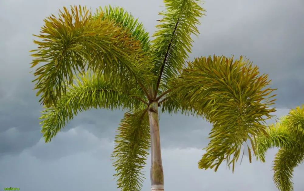 Foxtail-Palm-or-Wodyetia-Bifurcata