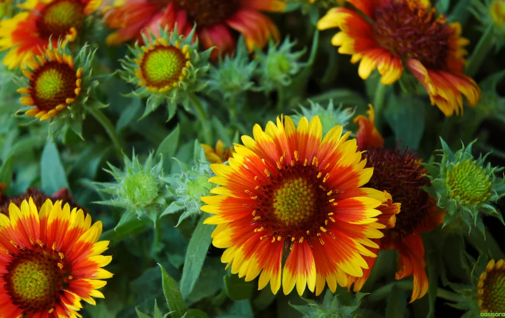 18 Best Arizona Wildflowers That Turn the Desert Colorful 20 Gaillardia-flowers