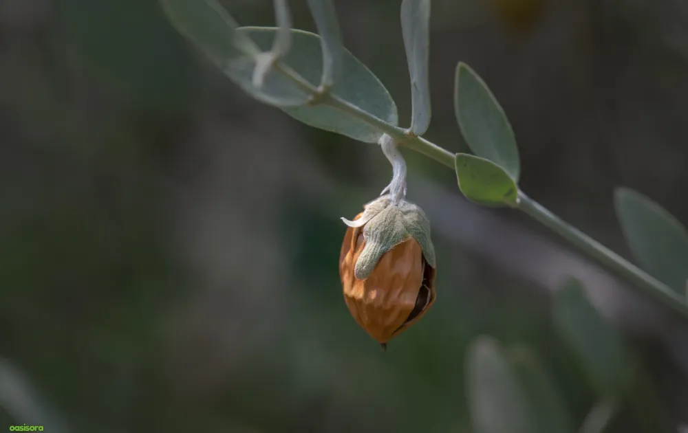 18 Best Arizona Wildflowers That Turn the Desert Colorful 11 Jojoba-plant-flower