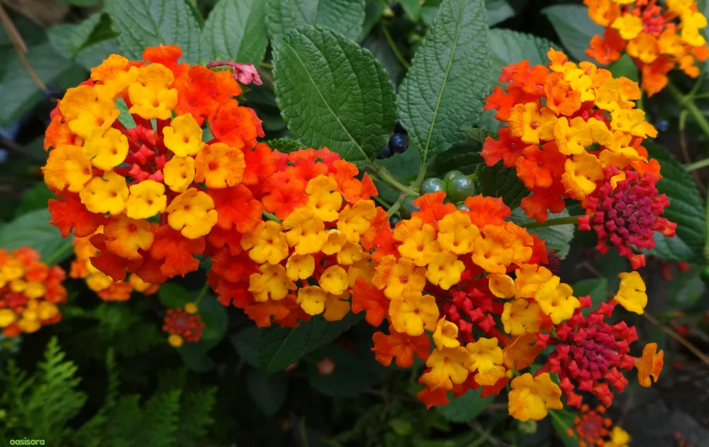 18 Best Arizona Wildflowers That Turn the Desert Colorful 13 Lantana-flowers
