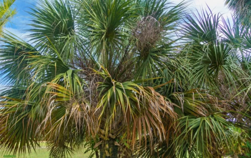 Lethal-Yellowing-Bud-Rot-in-palm