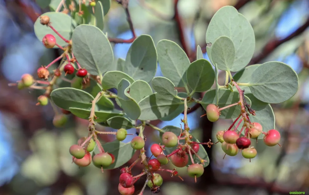 California Native Plants: 17 Best Low-Water Garden Choices 11 Manzanita-plant