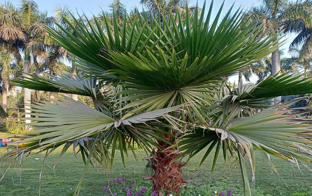 Mexican-Fan-Palm-or-Washingtonia-Robusta