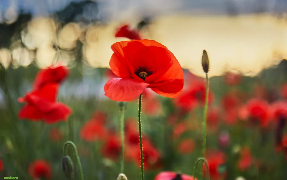 18 Best Arizona Wildflowers That Turn the Desert Colorful 8 Mexican-Poppy-flowers