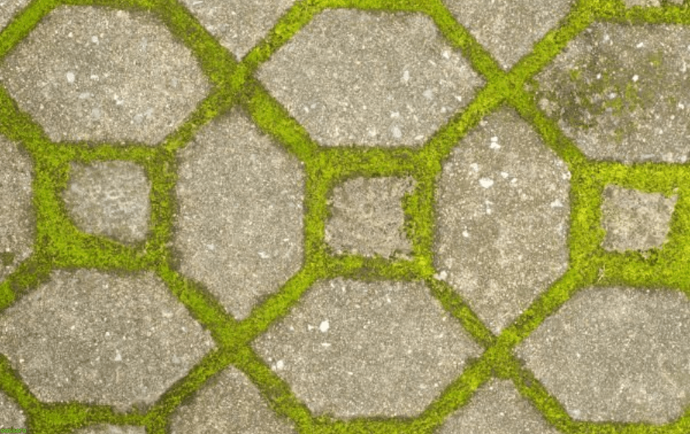 Moss-Frame-dStone-Accents-for-Organic-Softness