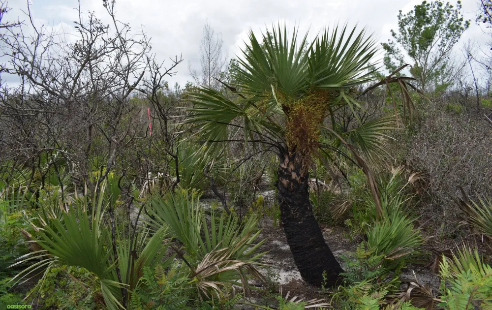 Native-Florida-Palm-Trees