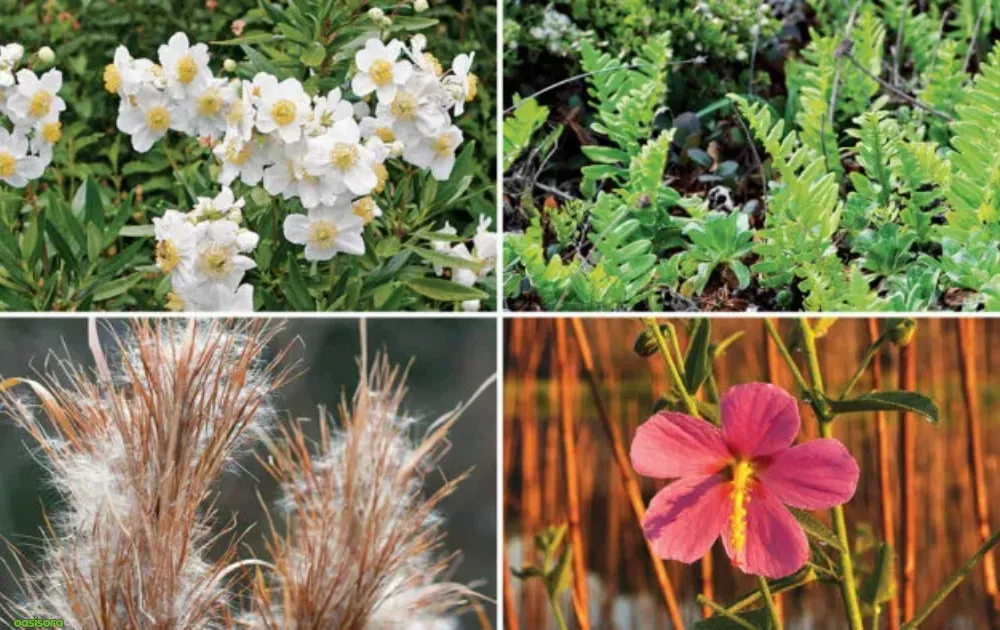 California Native Plants: 17 Best Low-Water Garden Choices 4 Native-Plant-Categories-for-Every-Landscape