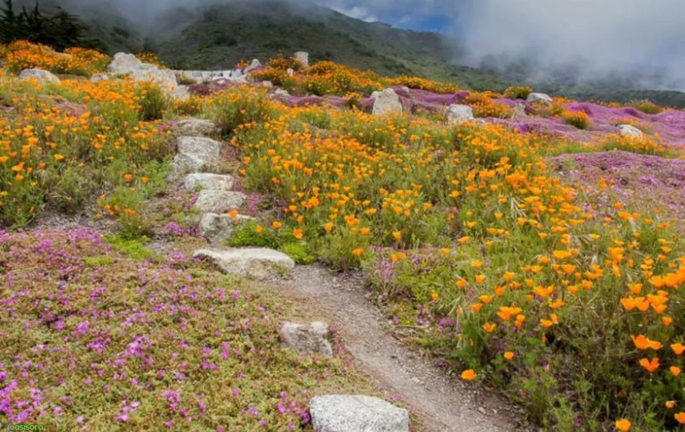California Native Plants: 17 Best Low-Water Garden Choices 5 Native-Wildflowers-&-Perennials