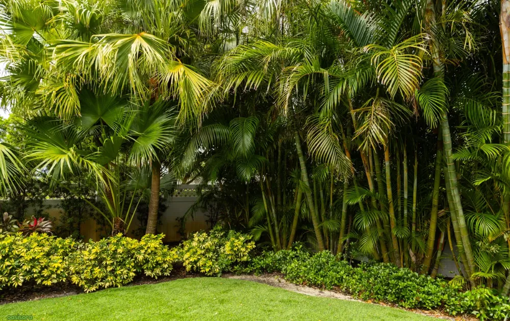 Pairing-Palms-with-Native-Shrubs-Grasses-and-Groundcovers