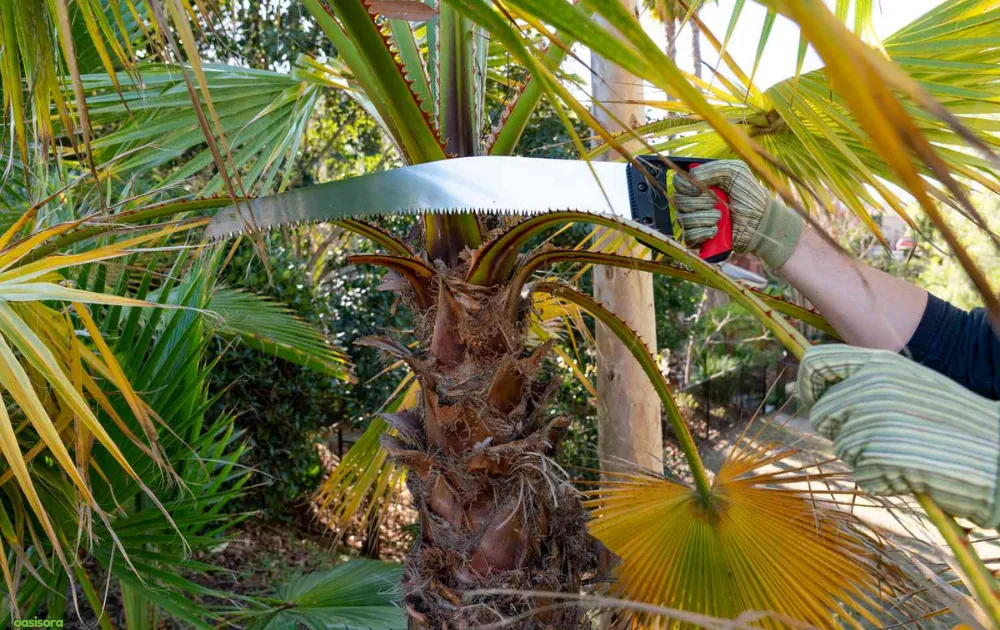 Palm-Tree-Maintenance-&-Pruning