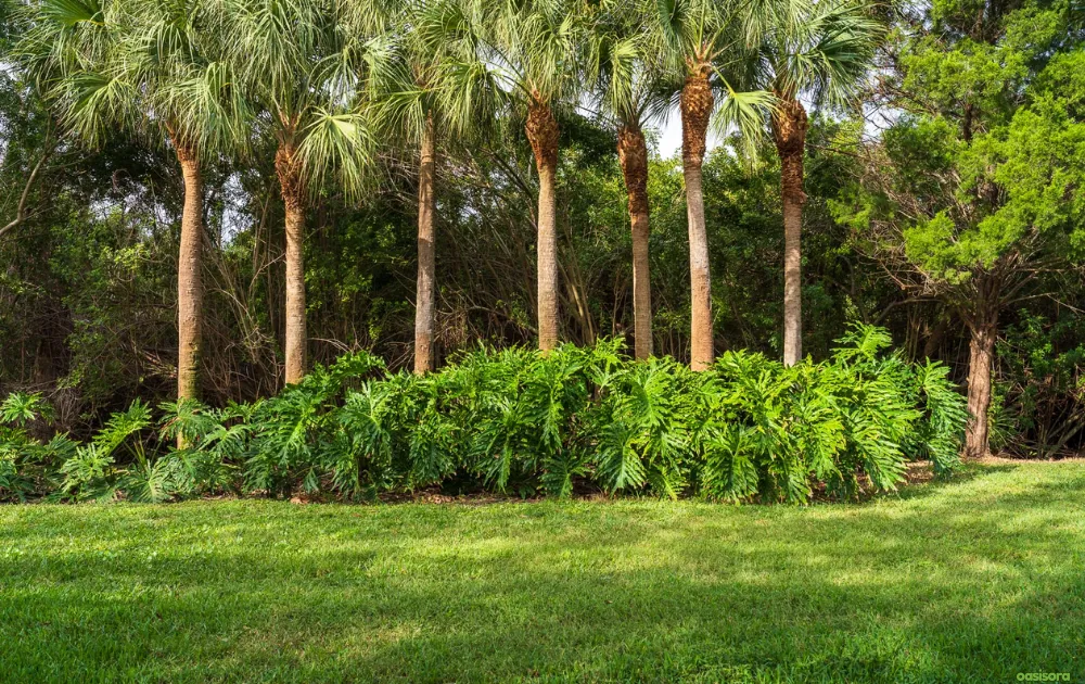 Palm-Trees-Define-the-Florida-Landscape