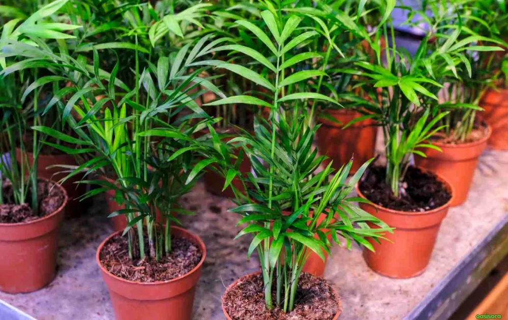 Parlor-Palm-or-Chamaedorea-Elegans