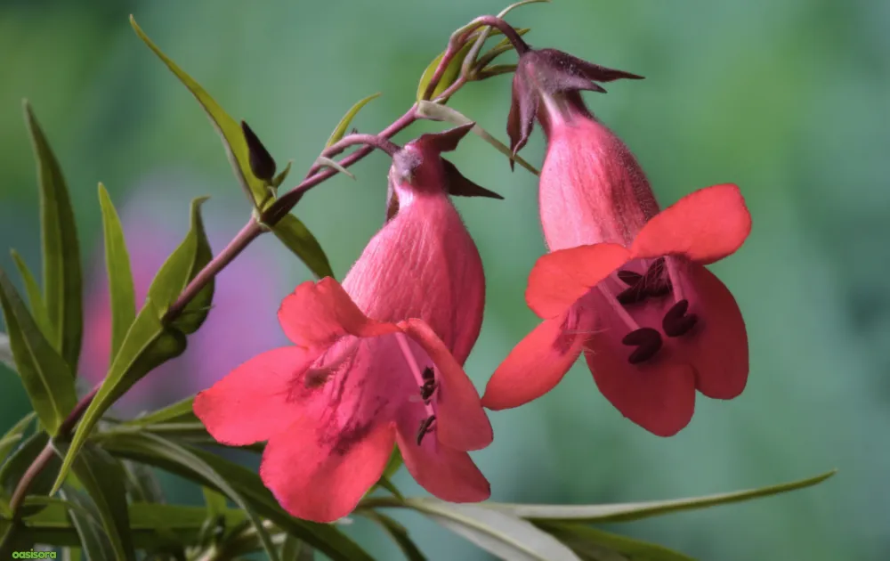 18 Best Arizona Wildflowers That Turn the Desert Colorful 16 Penstemon-flowers