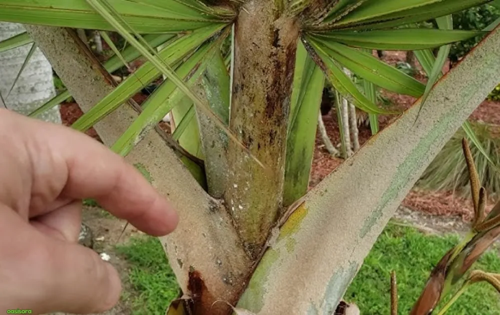 Pests-Palm-Weevils-Scale-and-Whiteflies