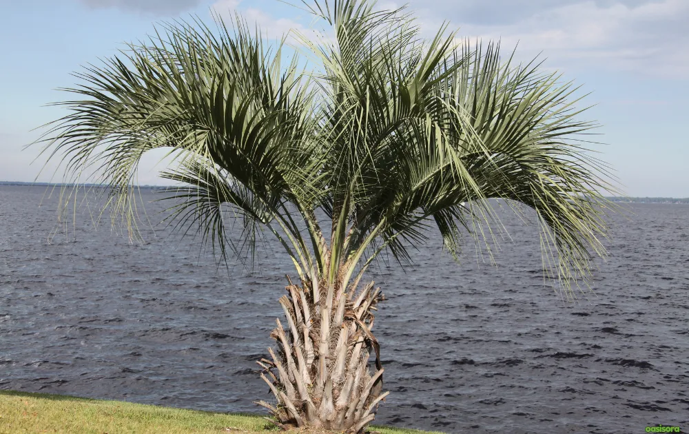 Pindo-Palm-or-Butia-Capitata