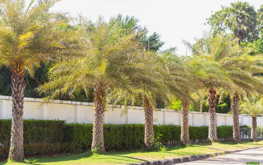 Popular-Ornamental-&-Landscape-Palms