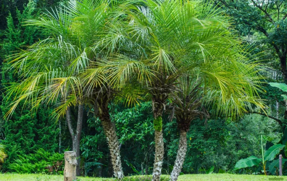 Pygmy-Date-Palm-or-Phoenix-Roebelenii