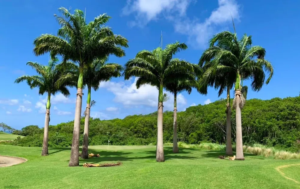 Royal-Palm-or-Roystonea-Regia