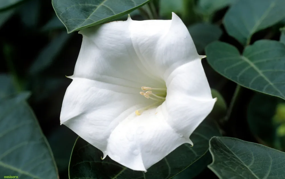 18 Best Arizona Wildflowers That Turn the Desert Colorful 10 Sacred-Datura-flowers