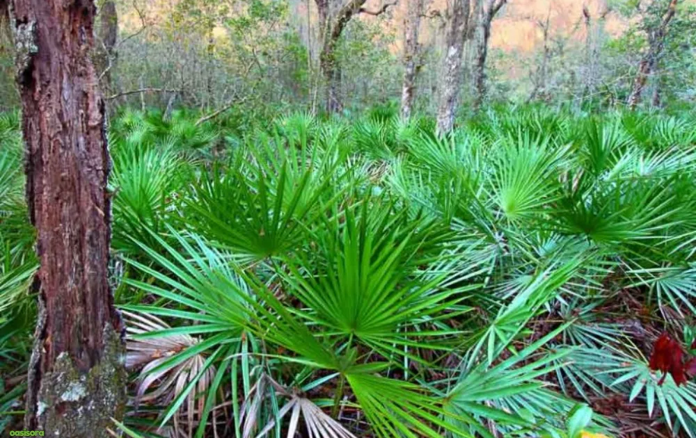 Saw-Palmetto-or-Serenoa-Repens