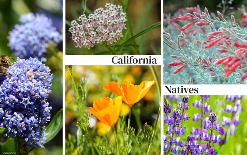California Native Plants: 17 Best Low-Water Garden Choices 3 Understanding-California's-Natives