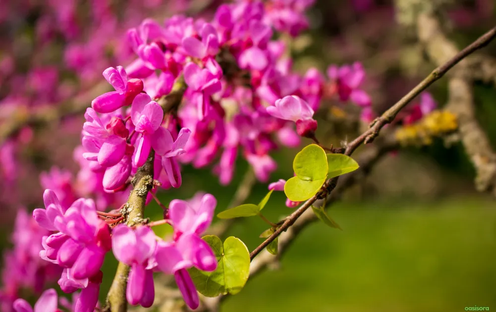 California Native Plants: 17 Best Low-Water Garden Choices 21 Western-Redbud