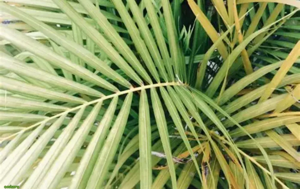 Yellowing-or-Frizzled-Fronds-in-palm