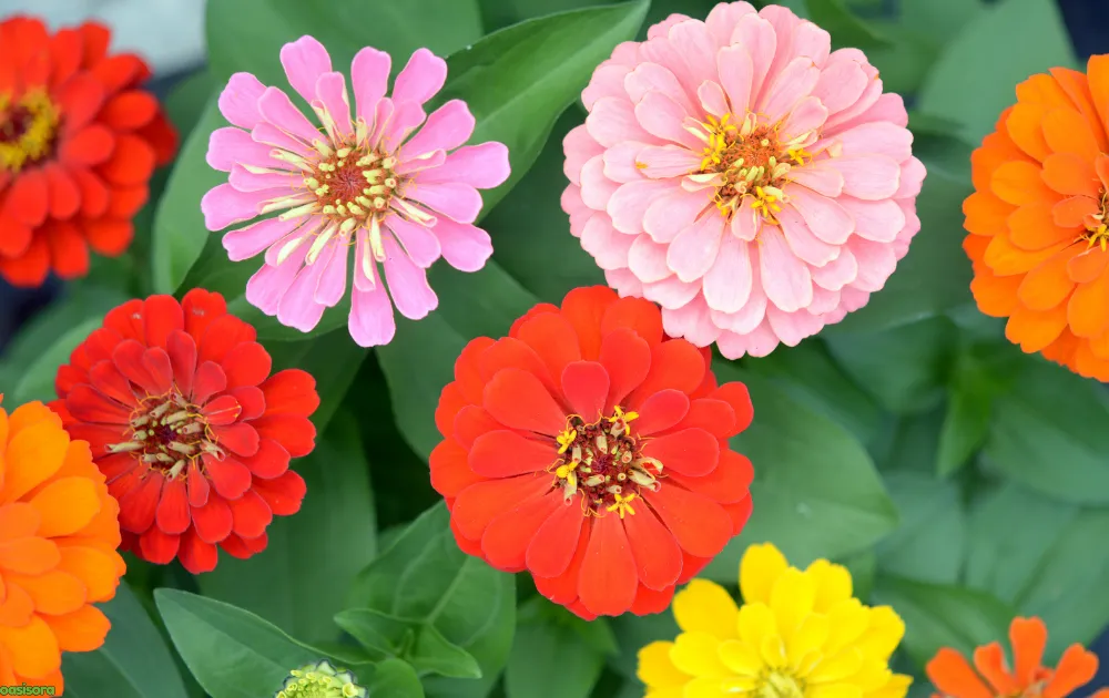 18 Best Arizona Wildflowers That Turn the Desert Colorful 18 Zinnia-flowers