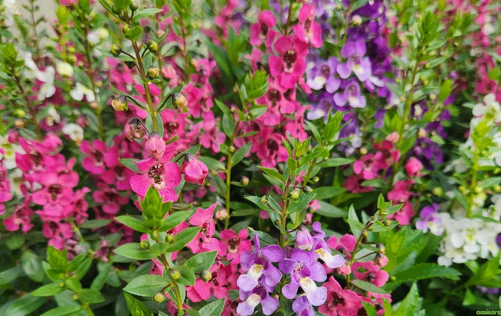 18 Best Arizona Wildflowers That Turn the Desert Colorful 19 angelonia-flowers