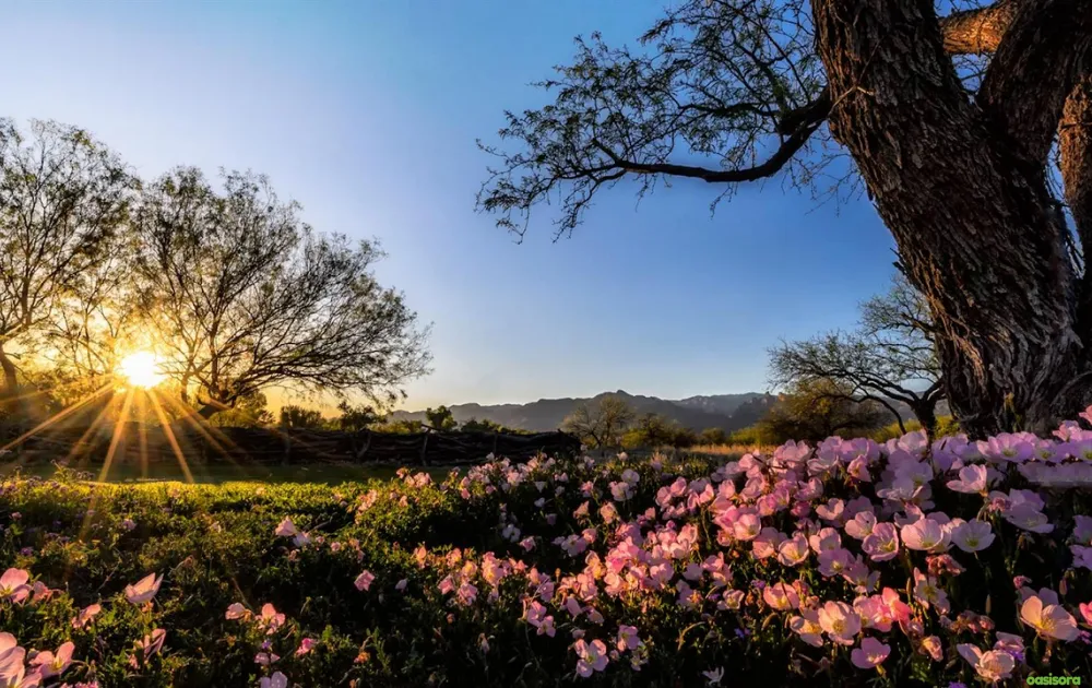 18 Best Arizona Wildflowers That Turn the Desert Colorful 2 arizona-flower-unique-sunset-view