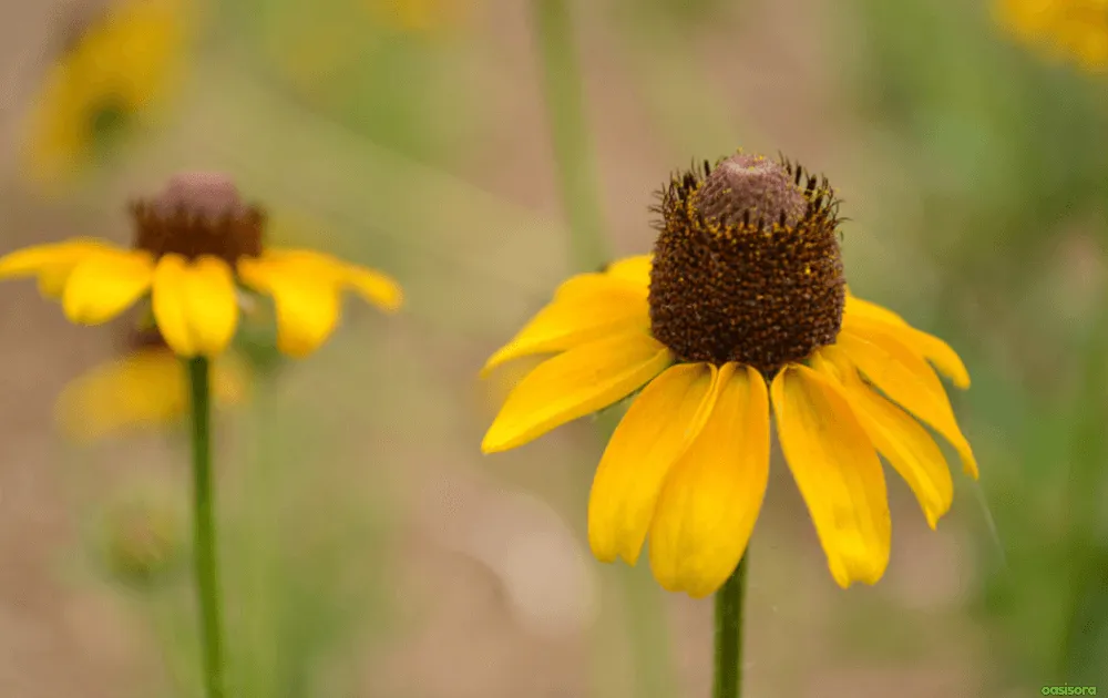 black-eyed-susan