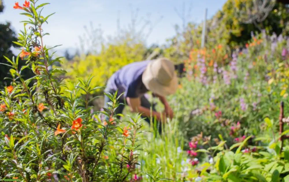 California Native Plants: 17 Best Low-Water Garden Choices 2 california-local-yards