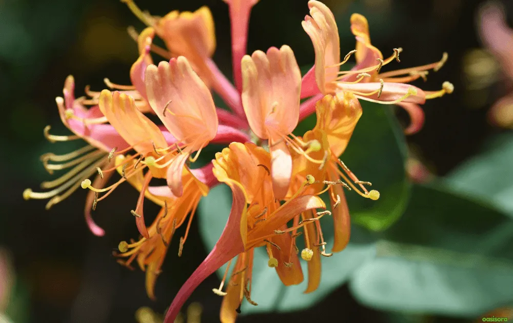 coral-honeysuckle