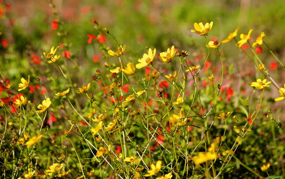florida-wildflowers-deserve-a-place-in every-garden