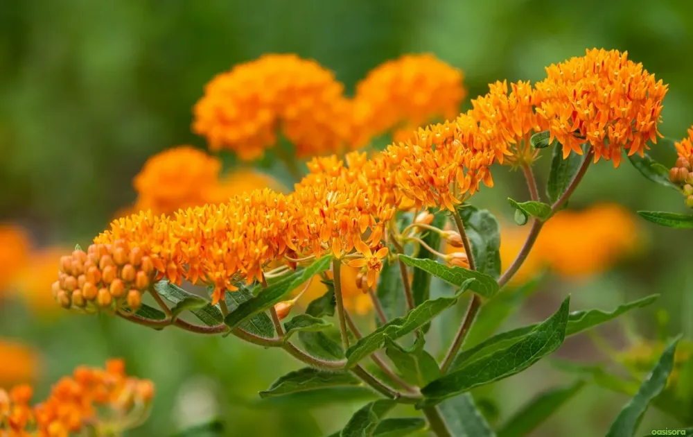 florida-wildflowers-inspiration-gallery