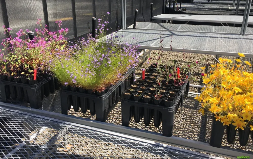 California Native Plants: 17 Best Low-Water Garden Choices 23 local-nurseries-to-buy-native-plants-california