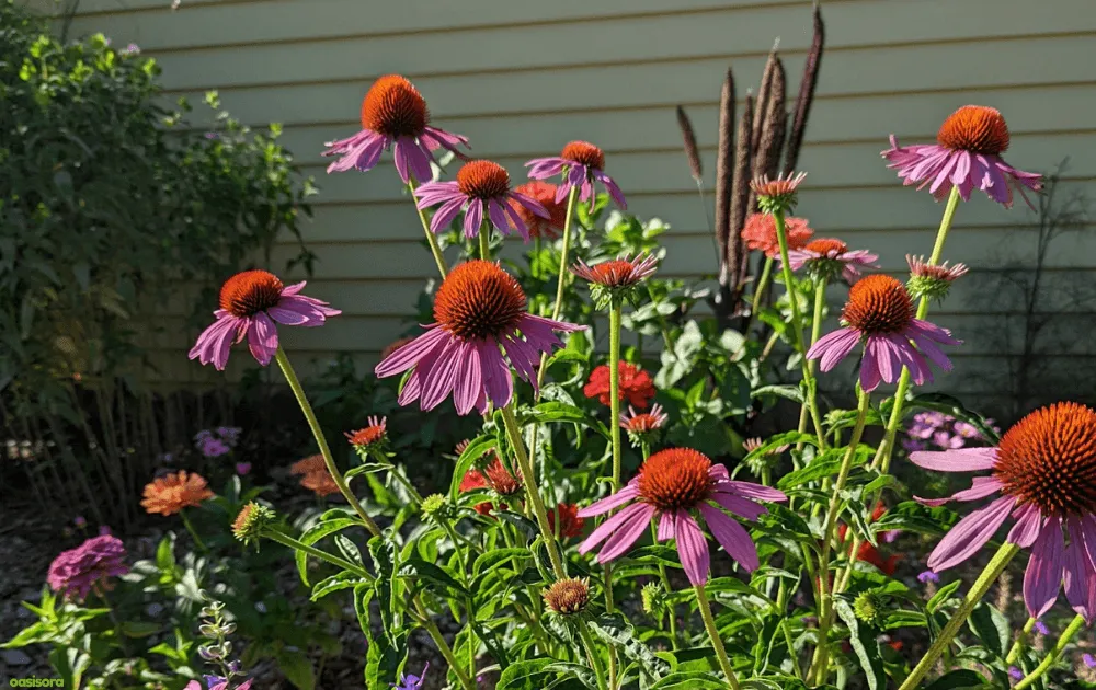 purple-coneflower