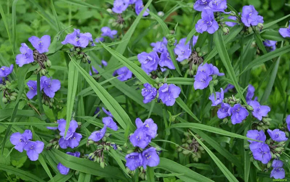 spiderwort