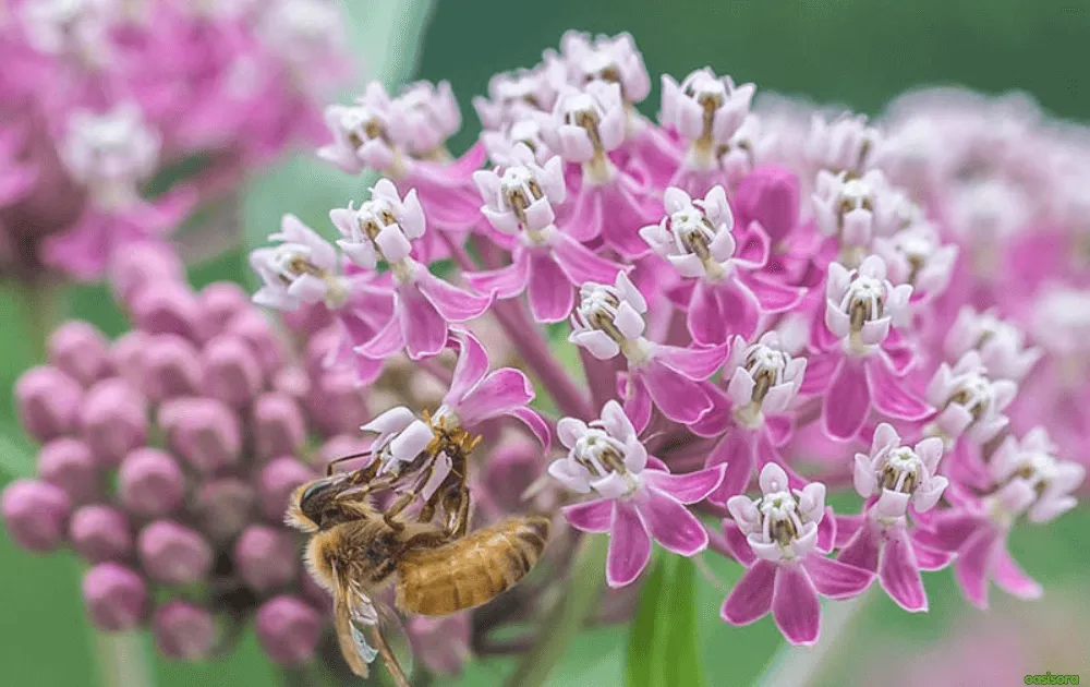 swamp-milkweed