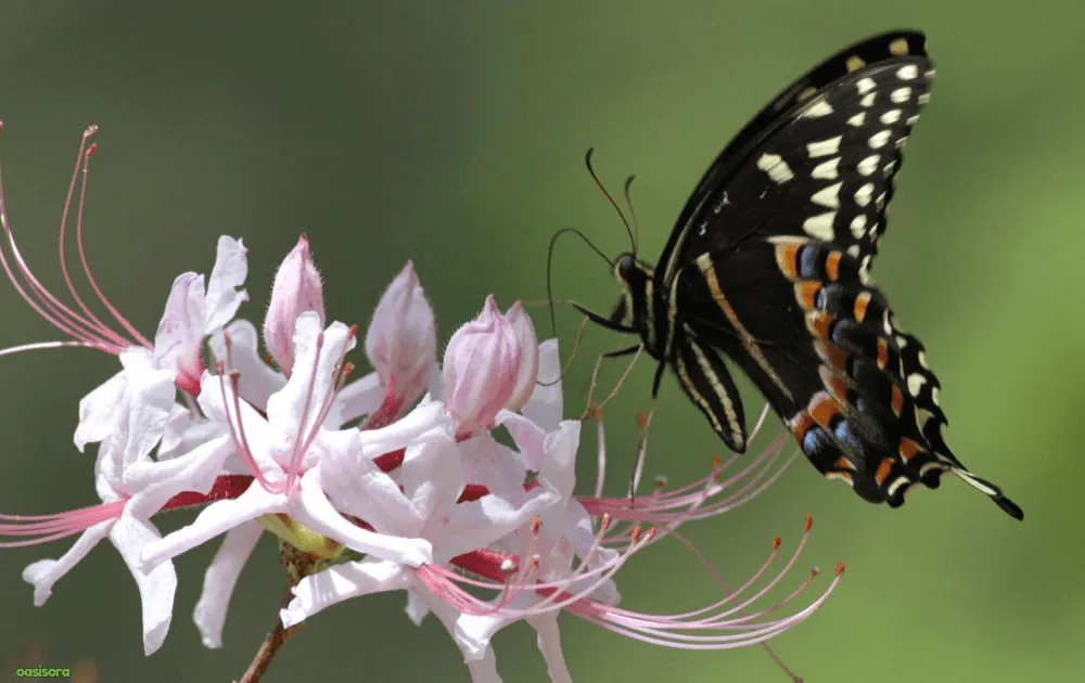 sweet-pinxter-azalea