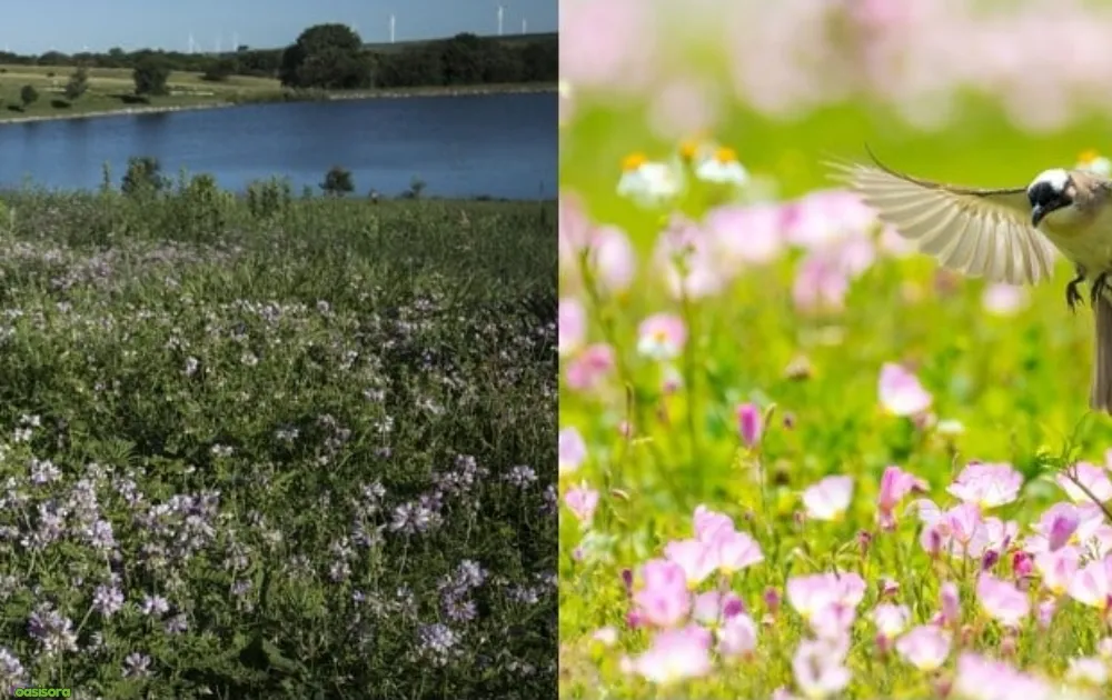 types-of-florida-wildflowers-by-season