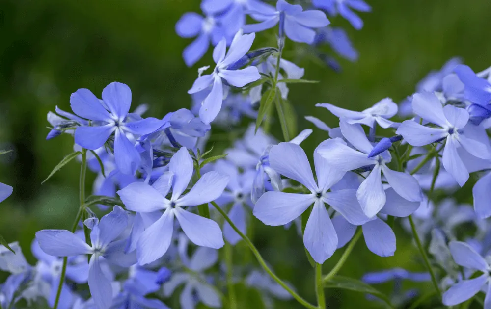 wild-blue-phlox