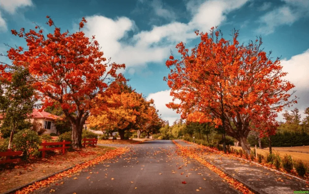 What Colors Dominate Traditional Japanese Gardens That Work 12 Autumn-Reds
